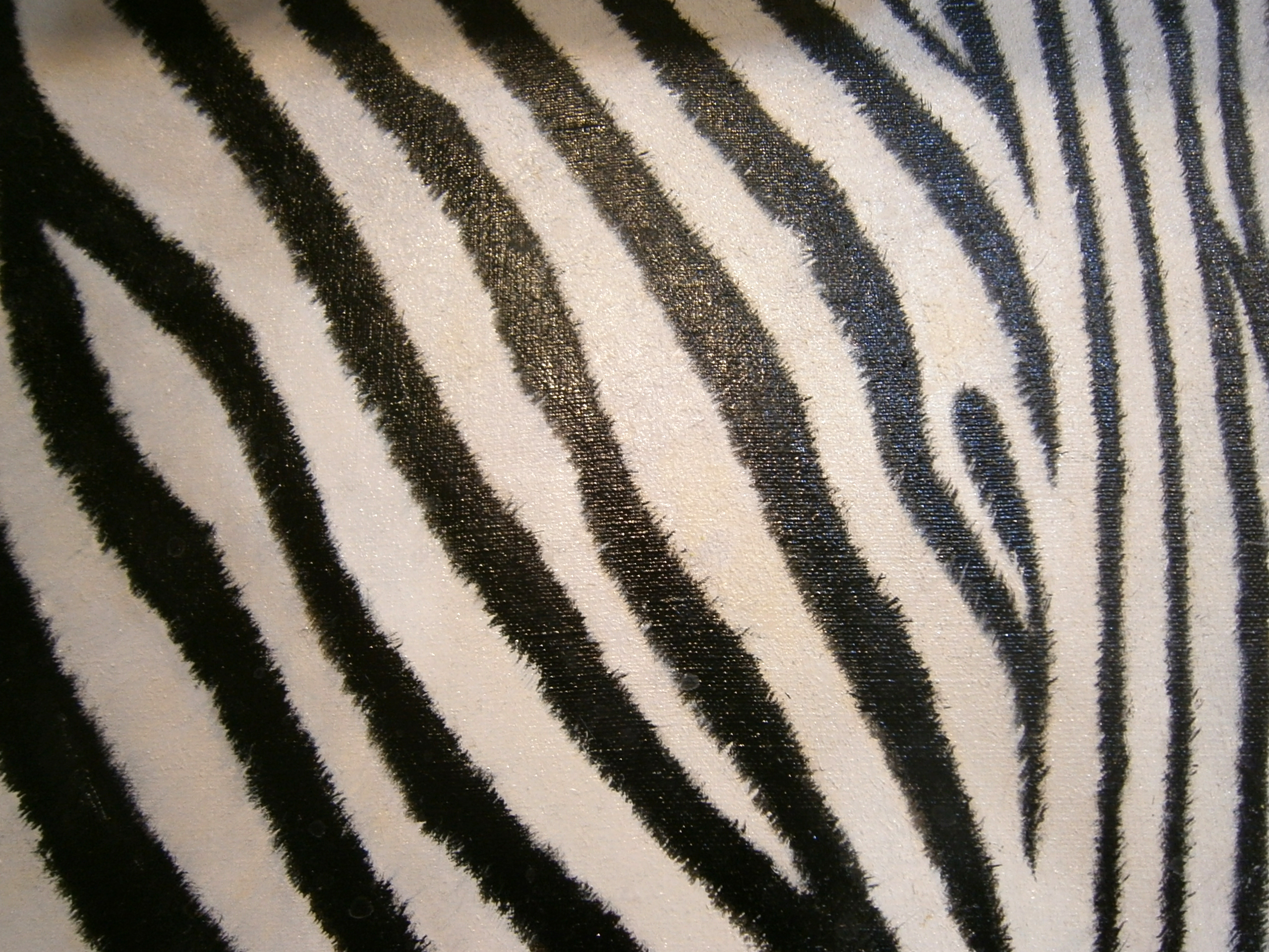zebra-06.jpg?1574639783648