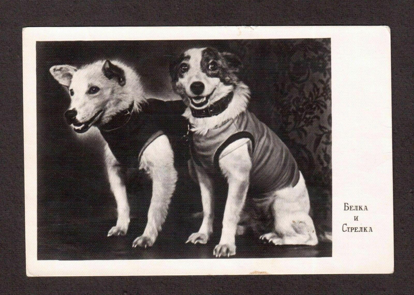 Две собаки в космосе. Полет белки и стрелки в космос. Белка и стрелка советские собаки-космонавты. Собака белка и стрелка 1960. Первые животные в космосе.