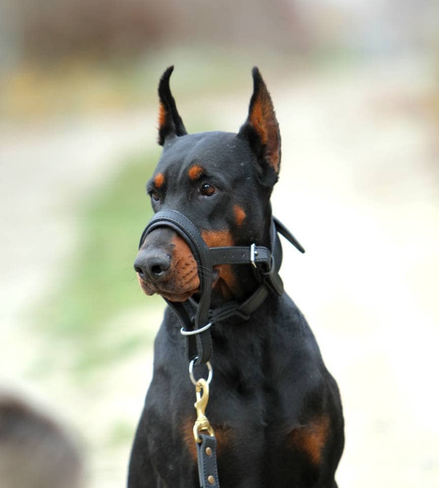 Head Harness for Dog, Leather halti for dog, head harness for...