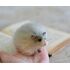 hamster felt miniature